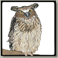 eagle owl button