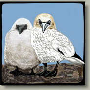 gannet and chick card button