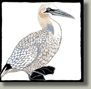 gannet card button