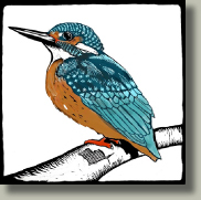 kingfisher card button