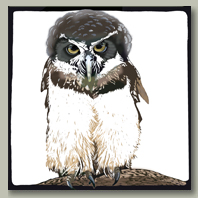mexican spectacled owl card button