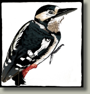 woodpecker card button